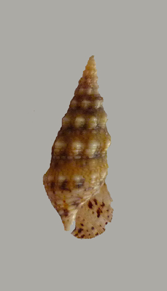 Cerithium lividulum e repandanum